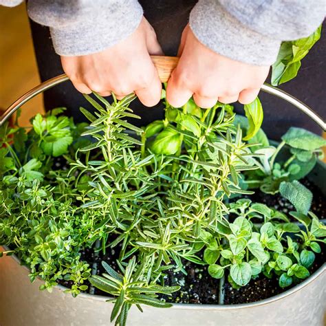 Herb Gardening Ideas