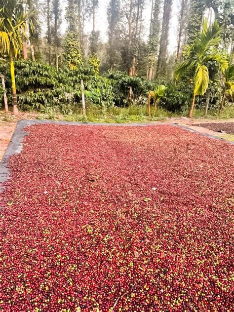 Coorg Coffee Inn Coorg - Resorts Coorg