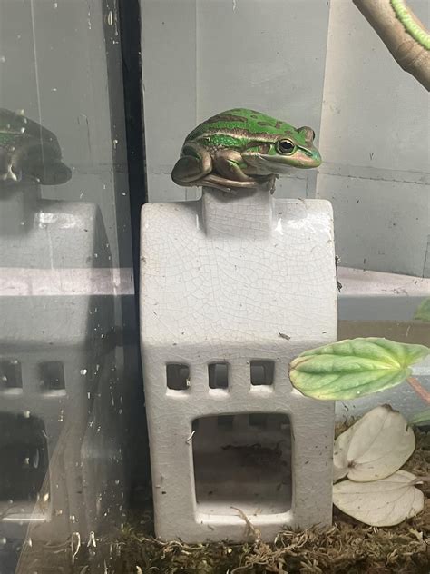Don’t know why I always find her here : r/frogs
