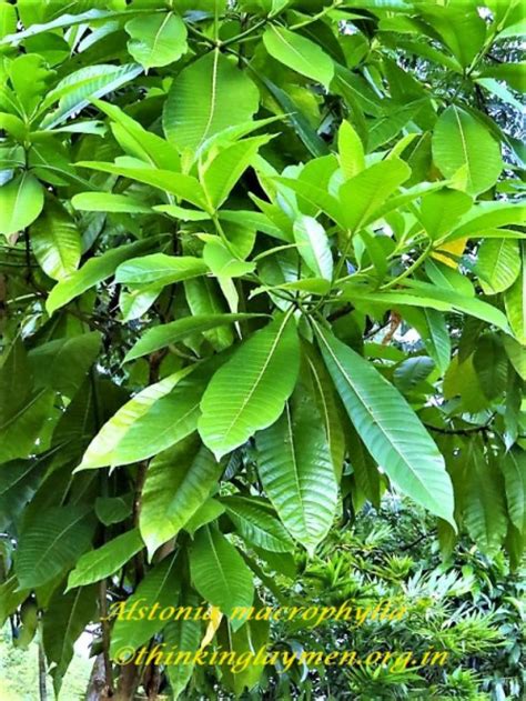 Medicinal Plant Details