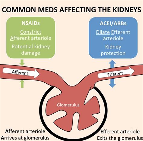 Vasodilation Of Afferent Arteriole at Douglas Borba blog