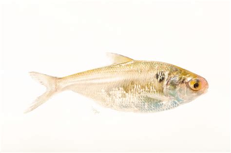 American Gizzard Shad (Dorosoma cepedianum) - Joel Sartore
