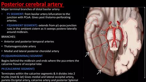 vascular supply of brain | PPTX