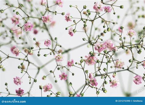 Pink Baby`s Breath Flowers Bouquet Close Up Stock Photo - Image of ...