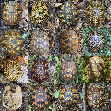 8 Fascinating Turtle Behaviors Explained: Understanding Your Pet Better – The Turtle Hub