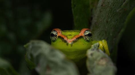 How low will you go to spot a frog? | Condé Nast Traveller India