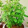 Guruji Plantation Tulsi Plant Indoor Plant For Home and Garden with Pot ...