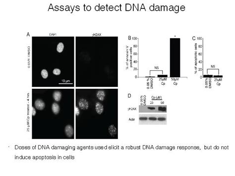 Assays to detect DNA damage