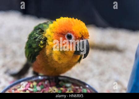Image result for Fancy Conure