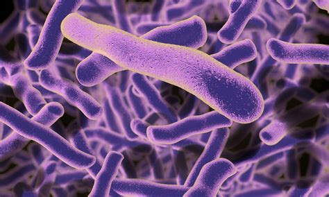 美国爆超级真菌疫情可人传人 一半病例90天死亡-新闻中心-温哥华港湾（电脑版）