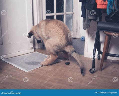 Dreaming About Dog Poop On The Floor at Shirley Levy blog