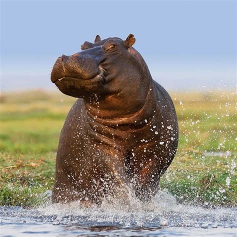 Hippopotamus Facts, FAQs, Behaviour, Habitat And Conservation - Study Notes And Articles