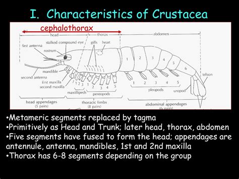Image result for Class Crustacea Main Features
