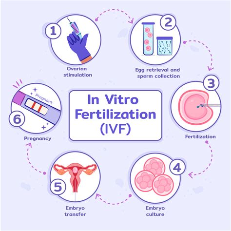Image result for IVF Process Explained