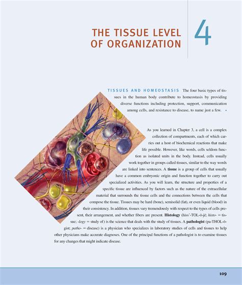 Tissue from Human anatomy and physiology - THE TISSUE LEVEL OF ...