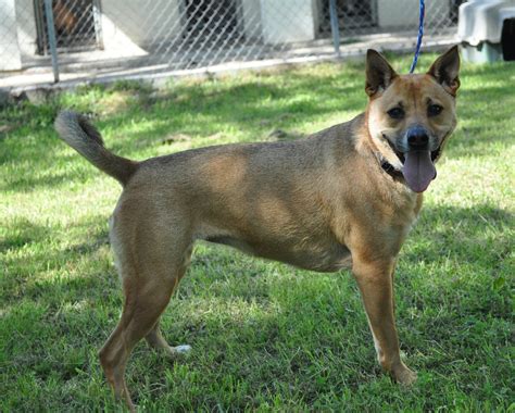 Converse Animal Shelter