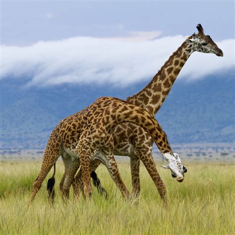 Facts about Giraffes | Giraffes in Uganda | Uganda Safaris Tours | Uganda