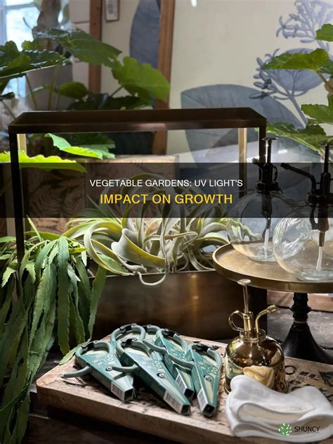 Vegetable Gardens: Uv Light's Impact On Growth | ShunCy