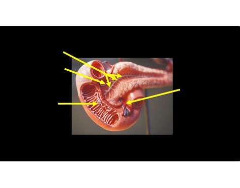 Major duodenal papilla Quiz