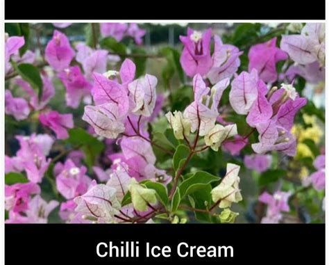 Thai Chilli Icecream Bougainvillea Flower Plant|Buy Thai Bougainvillea ...
