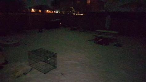 How do i get My Dog to start Eating my Tv? - Brainly.in