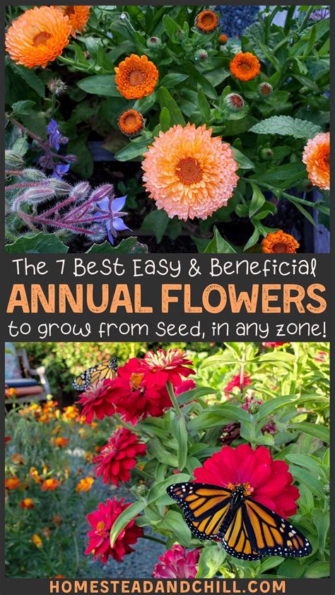 Do Annuals Come Back Yearly at Zoe Emma blog