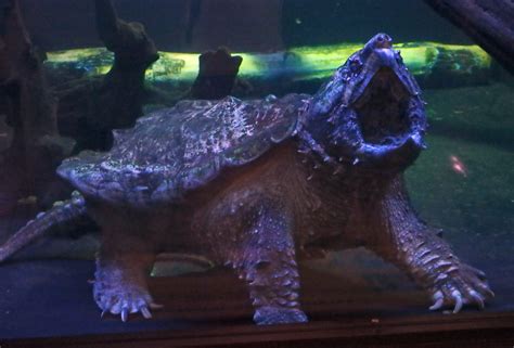 Image result for Alligator Snapping Turtle Location