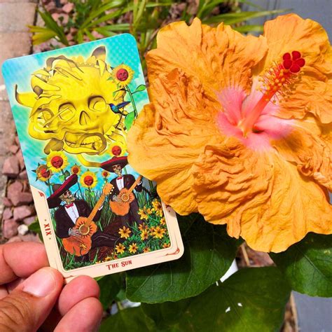 Discover the Layers of Hibiscus Flower Meaning