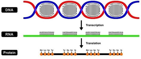 AlphaFold | IAS GYAN