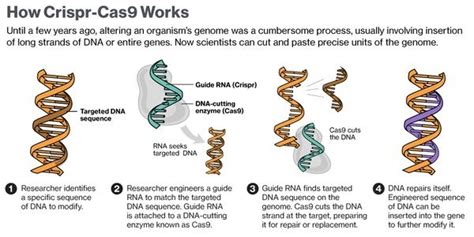 Image result for CRISPR Tutorial