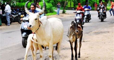 Haryana Prisons To Introduce 'Magical Cow Therapy', To Treat Dreaded ...