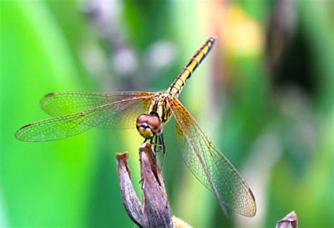 梦到蜻蜓是什么意思 梦到蜻蜓代表什么 - 万年历