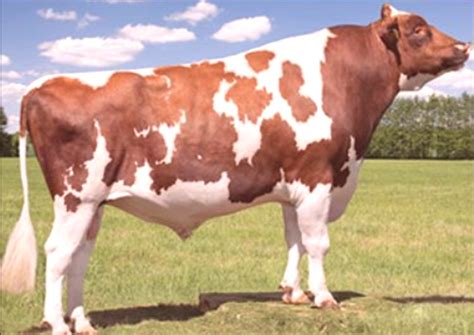 Race de vaches Ayrshire: caractéristiques et description