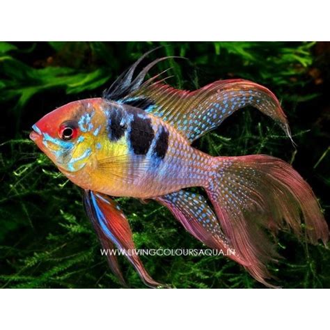 GERMAN BLUE RAM VEILTAIL (1.5inch)