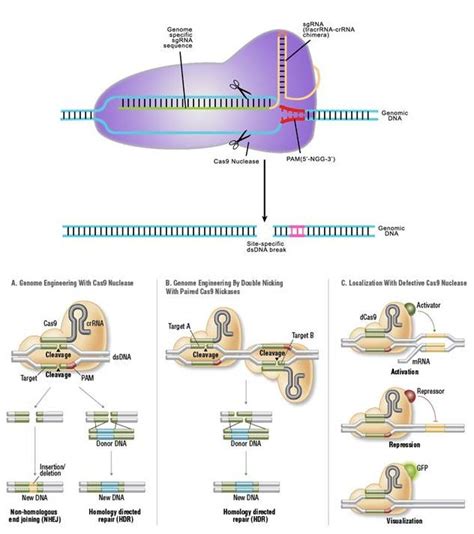 Image result for CRISPR Tutorial