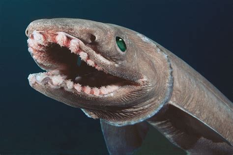 Image result for Terrifying Deep Sea Fish