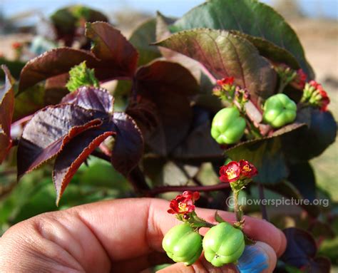 Jatropha gossypiifolia | Bellyache bush