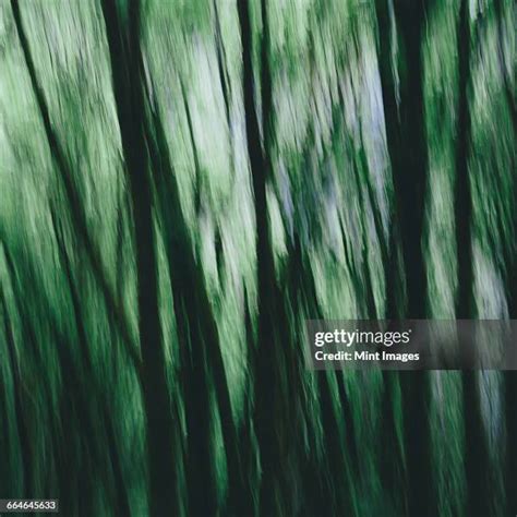 Image result for Tree Shaking