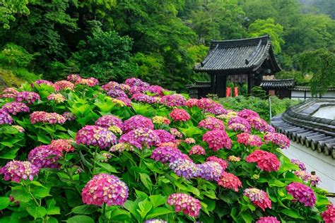 Kamakura private one-day tour from Tokyo. The beauty of Hydrangea ...