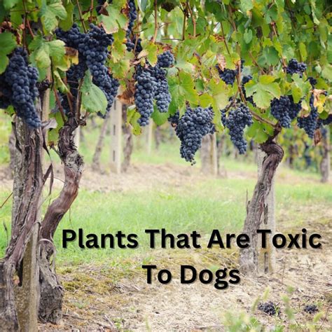 Keeping Your Mini Golden Safe: A Guide to Toxic and Non-Toxic Plants | Robyn's Nest Mini Goldens