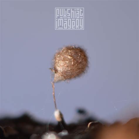 Image result for Alien Egg Sack