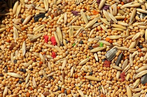 The Ultimate Guide to Millet Mix: Can We Eat and Cook All Millets Toge ...