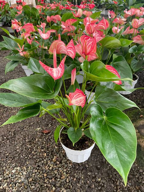 How to take care of anthurium plants indoors – Artofit