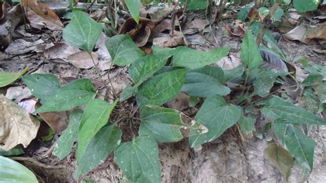 Arogyapacha ( Trichopus zeylanicus ) Medicinal Plant – M-Tech Gardens