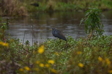 Image result for Florida Python Invasion