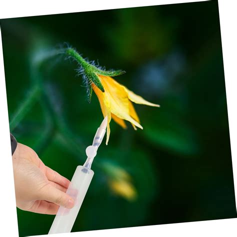 Vegetable Brush Indoor Lemon Tree Pollination - How To Pollinate Lemon ...