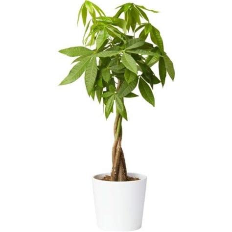 Green Paradise® Pachira 5 Braided Indoor Money Plant Pachira aquatica ...