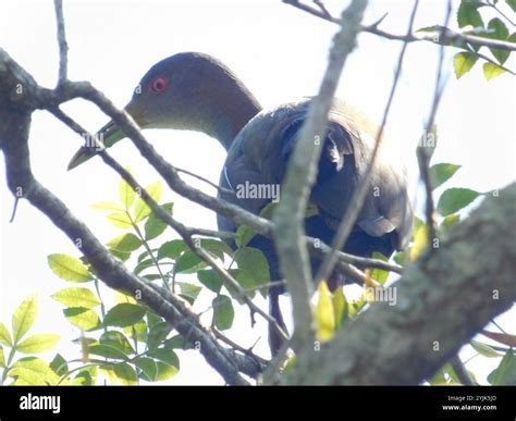 Slaty-breasted Wood-Rail (Aramides saracura Stock Photo - Alamy