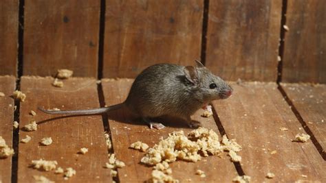 家里有老鼠怎么办，老鼠怎么消灭？ | 说明书网