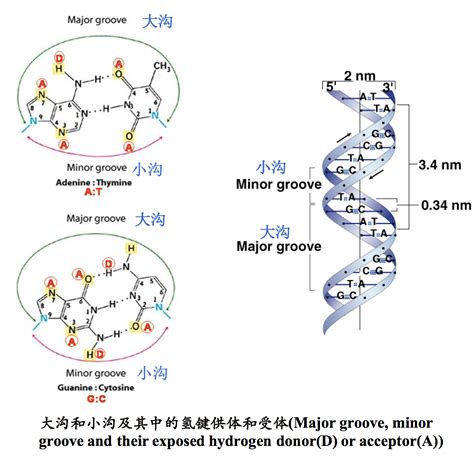 DNA基因链图片素材-正版创意图片400849488-摄图网